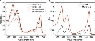 Photobleaching of Chlorophyll in Light-Harvesting Complex II Increases in Lipid Environment